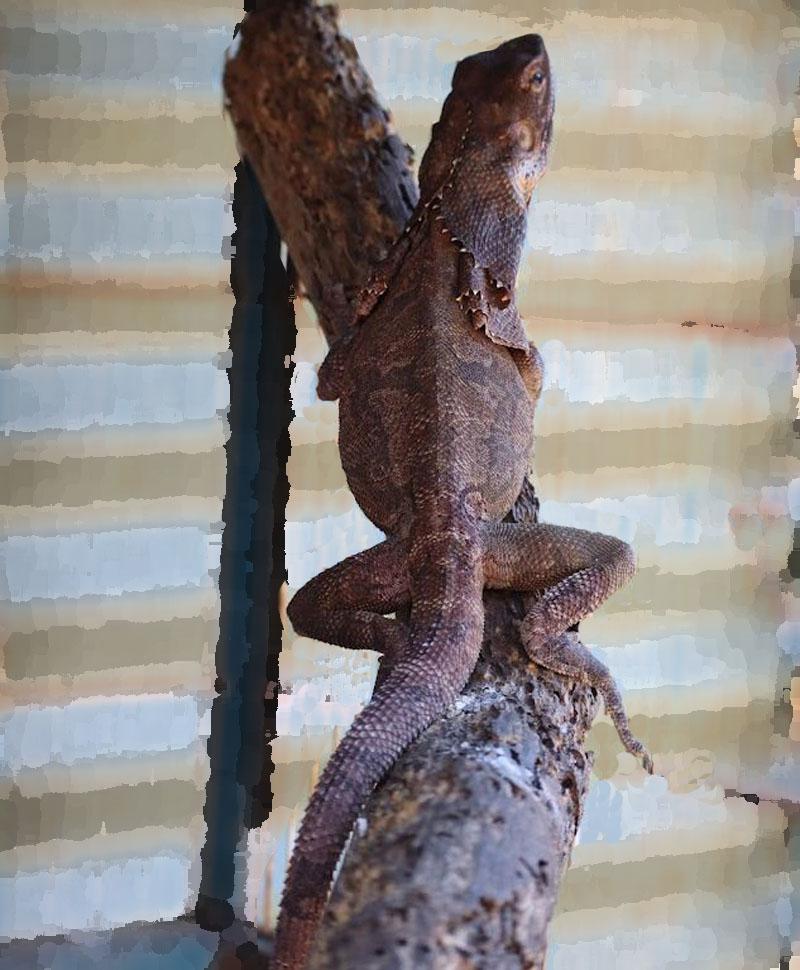 sanctuary lizard